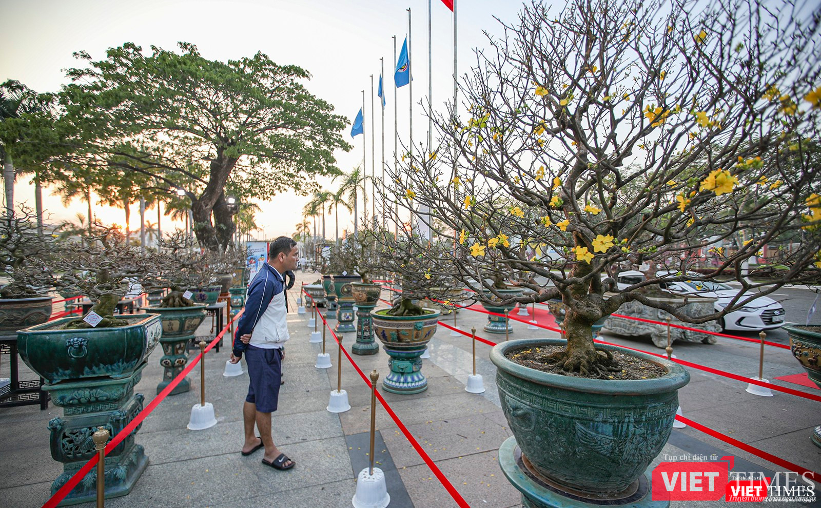 Giới yêu hoa mai mê mẫn
