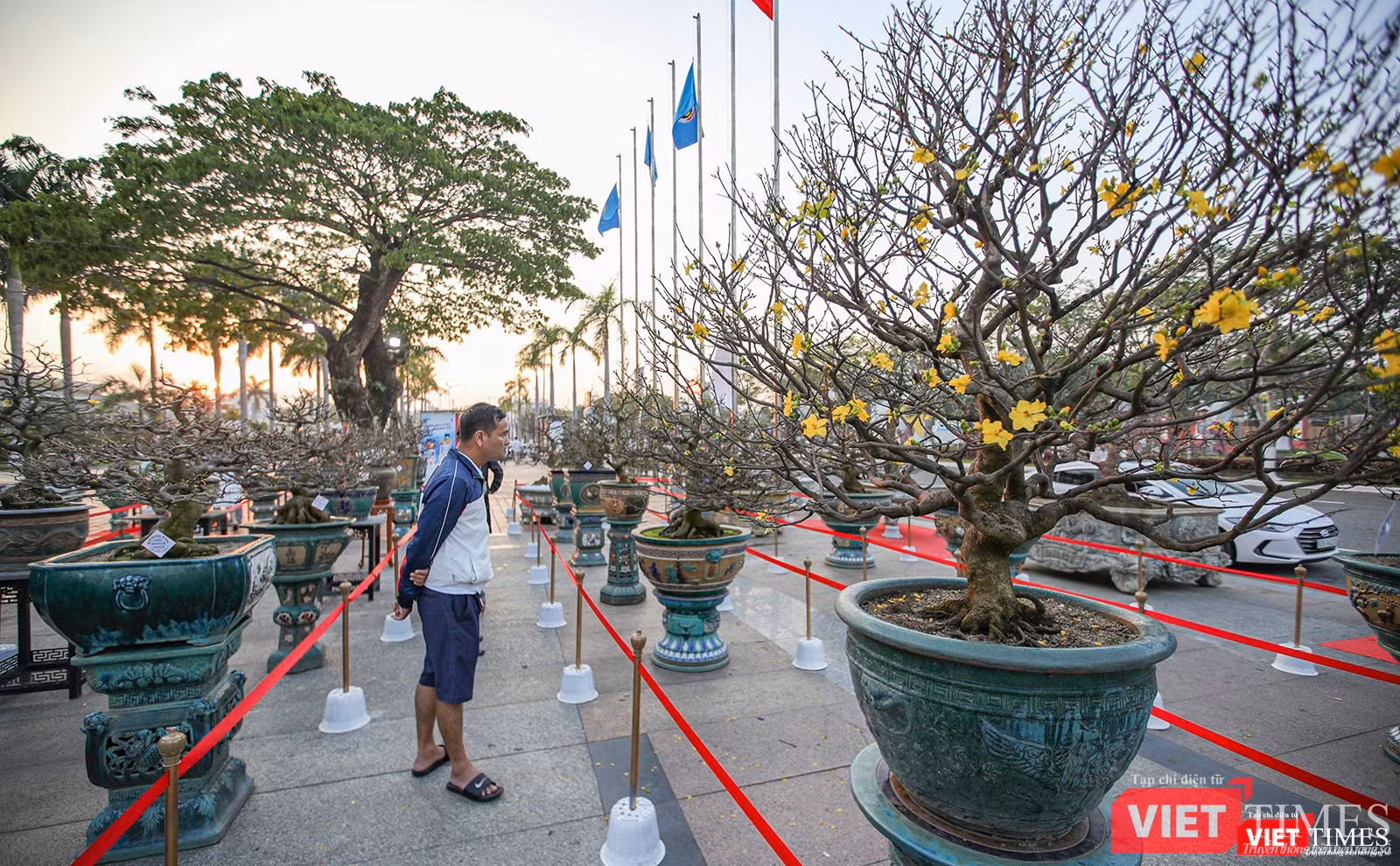 Giới yêu hoa mai mê mẫn