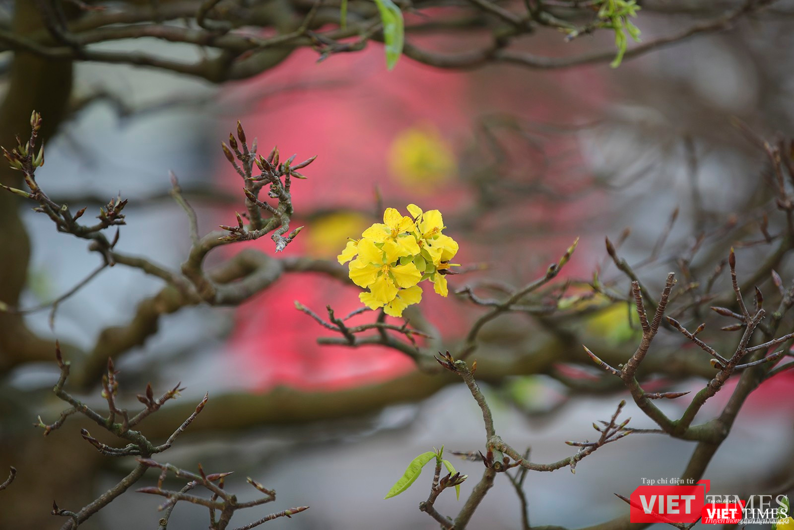 Sắc xuân trên các cội mai vàng