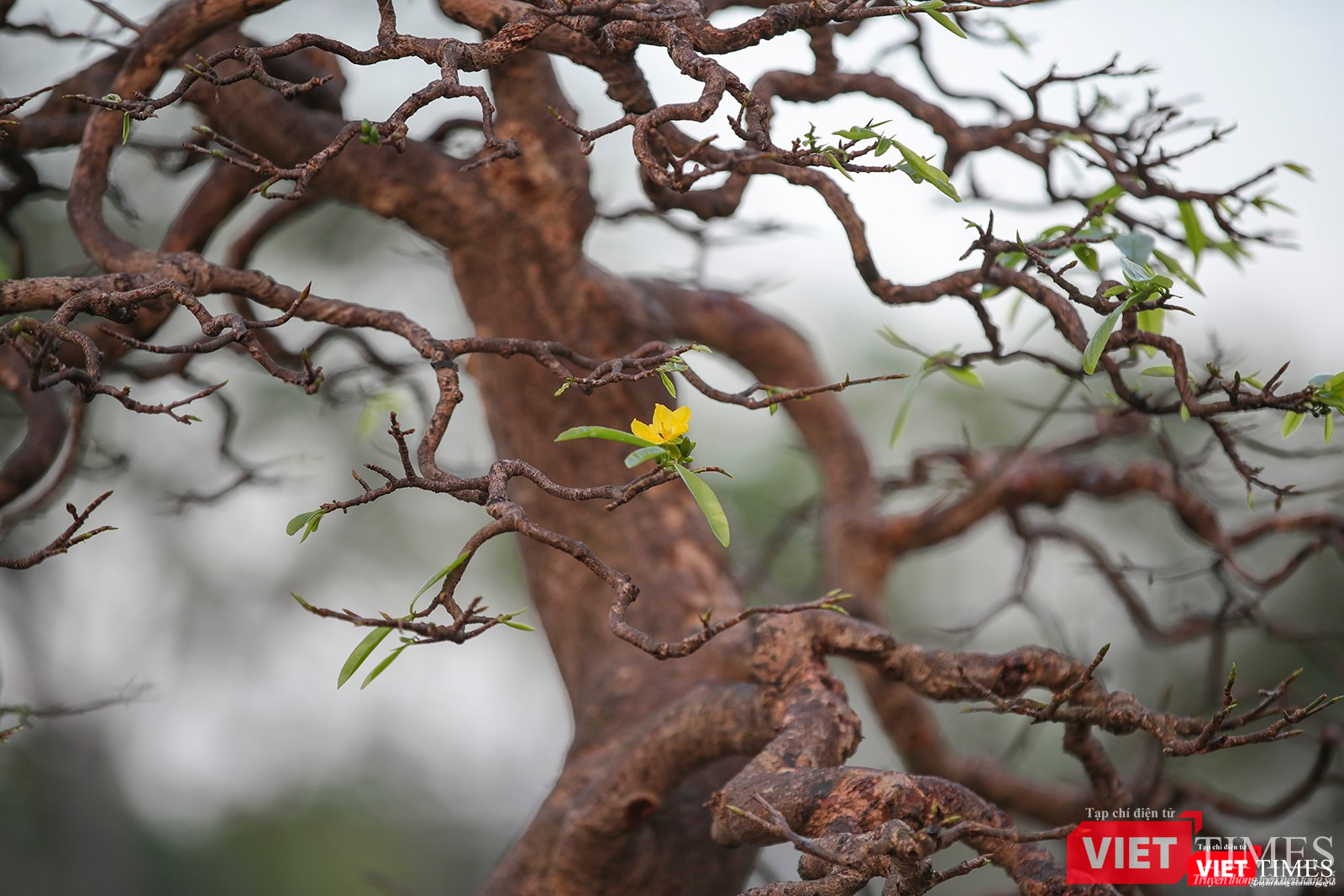 Cội mai xuân hàng chục năm tuổi khoe sắc