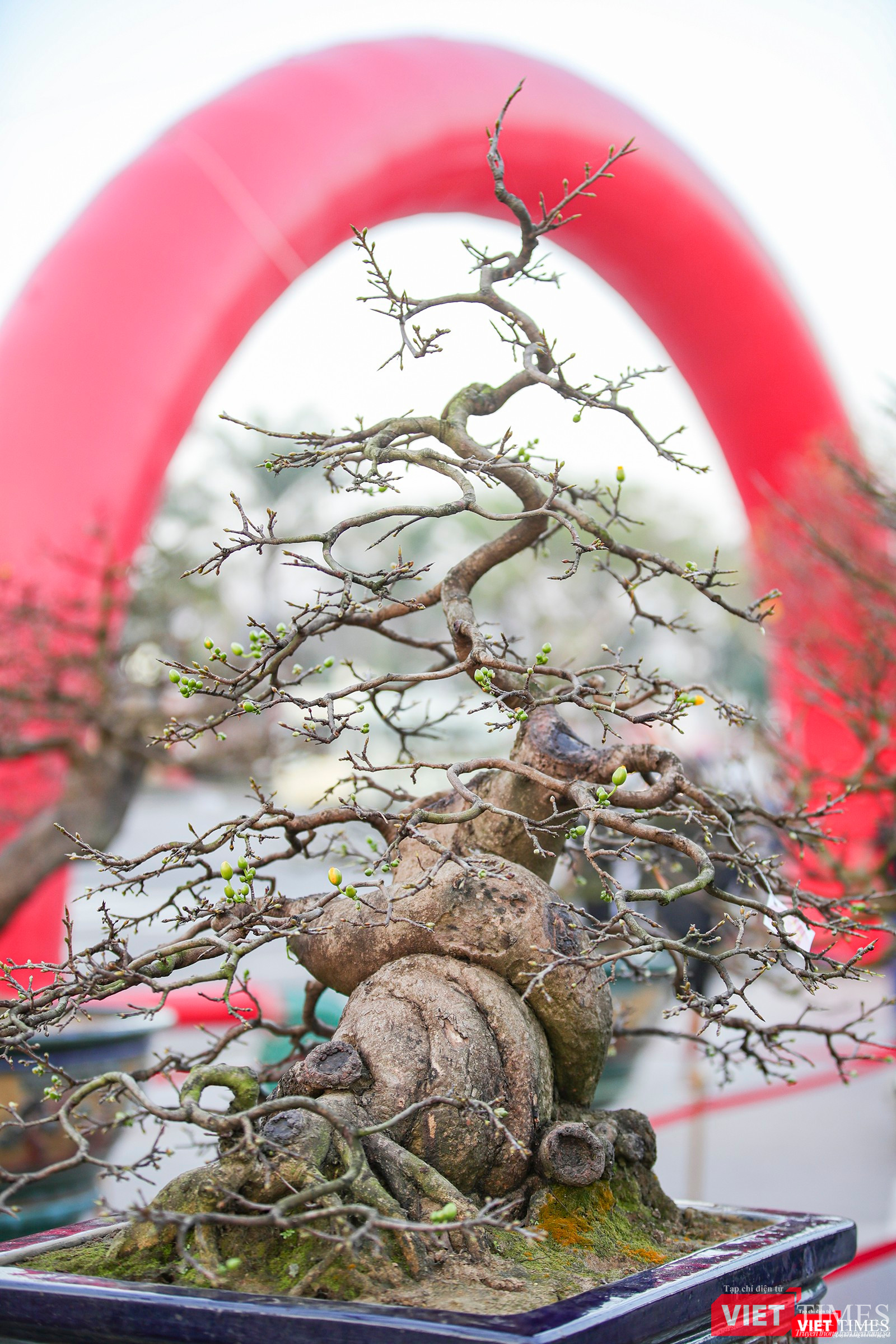 Thêm một "siêu phẩm" mai vàng