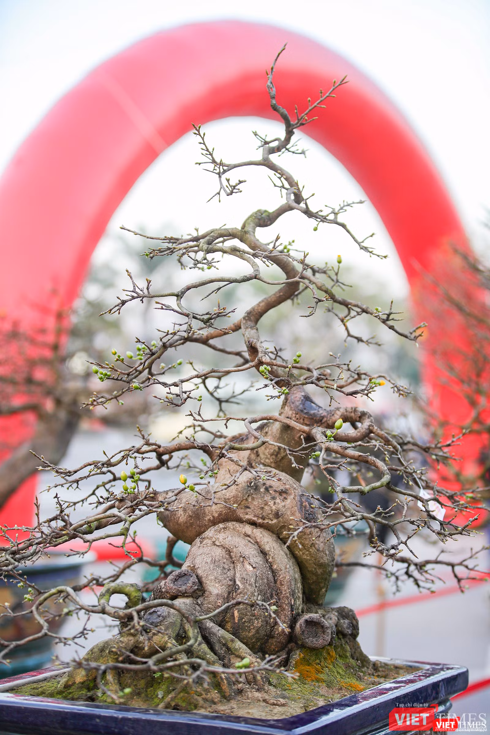 Thêm một "siêu phẩm" mai vàng