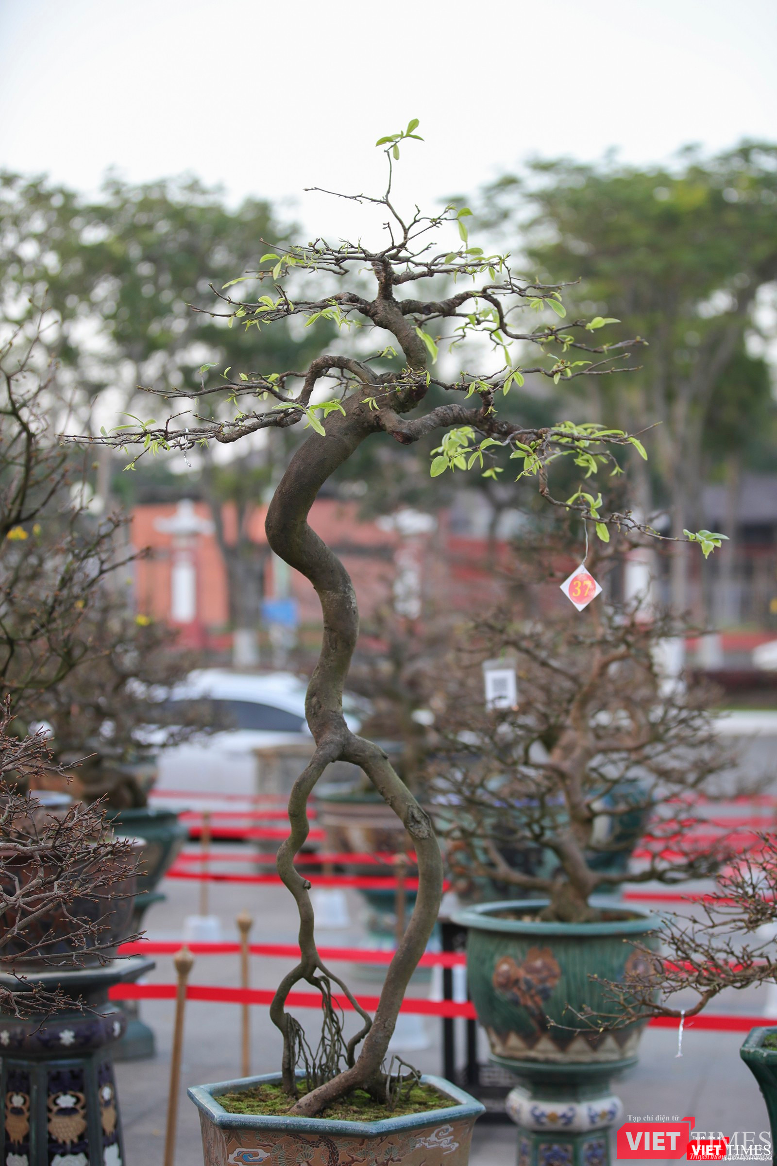 Cội mai xuân được giải tại hội thi