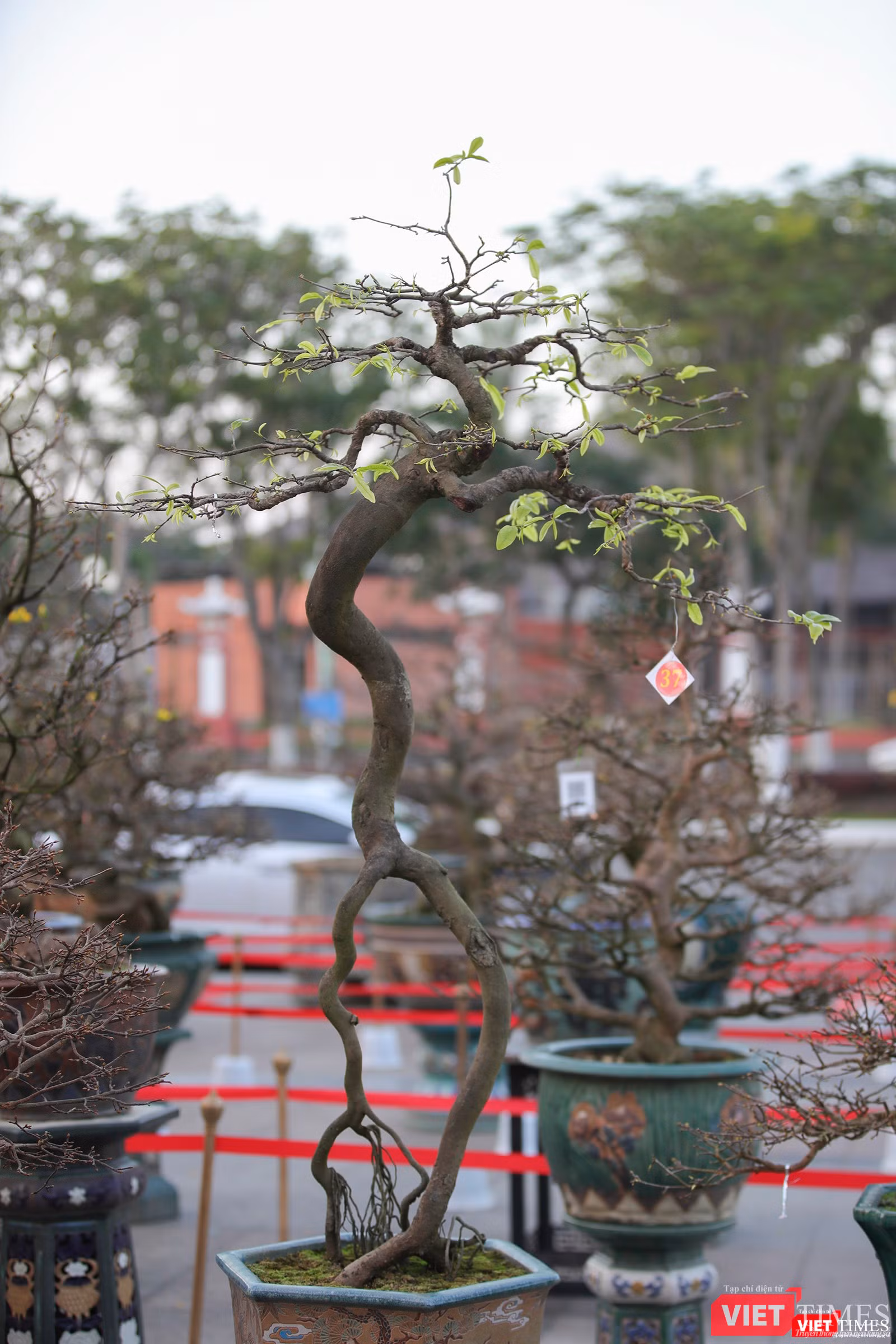 Cội mai xuân được giải tại hội thi