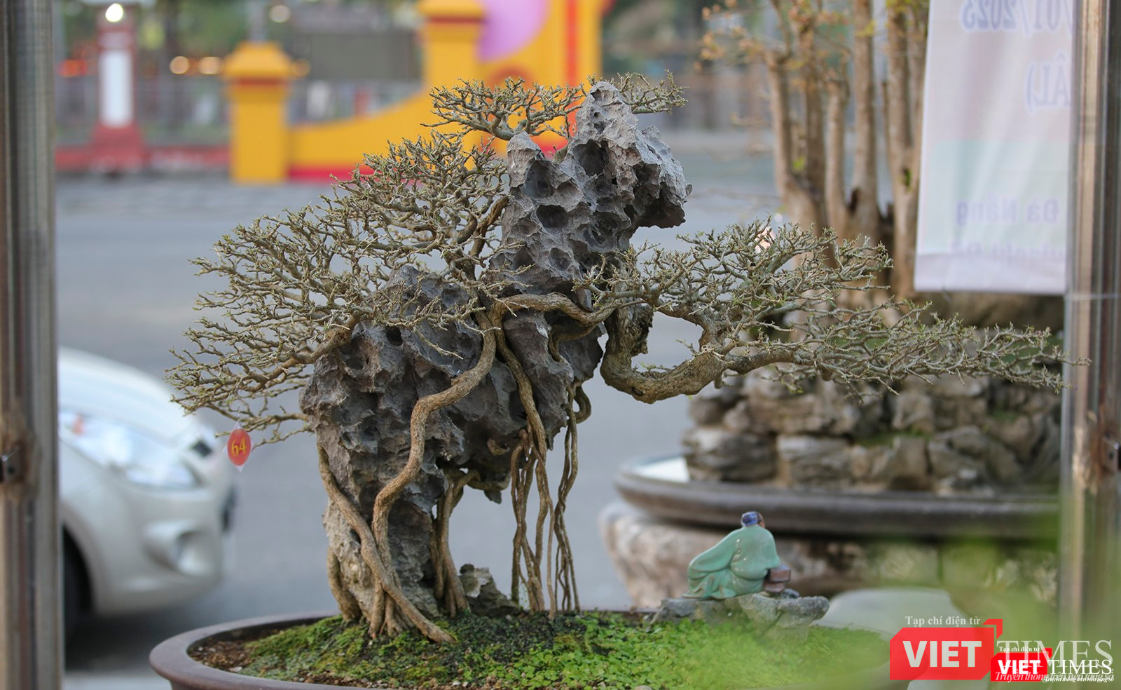 Một tác phẩm bonsai bám đá