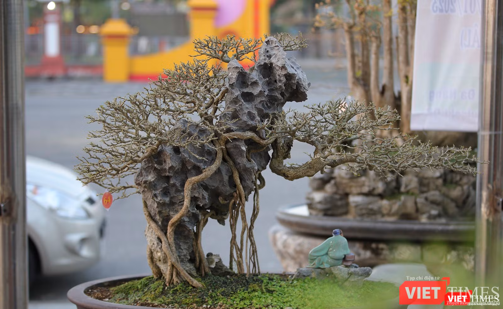 Một tác phẩm bonsai bám đá