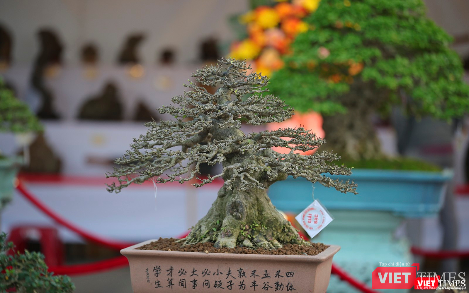 "Siêu phẩm" bonsai đoạt Giải bạc