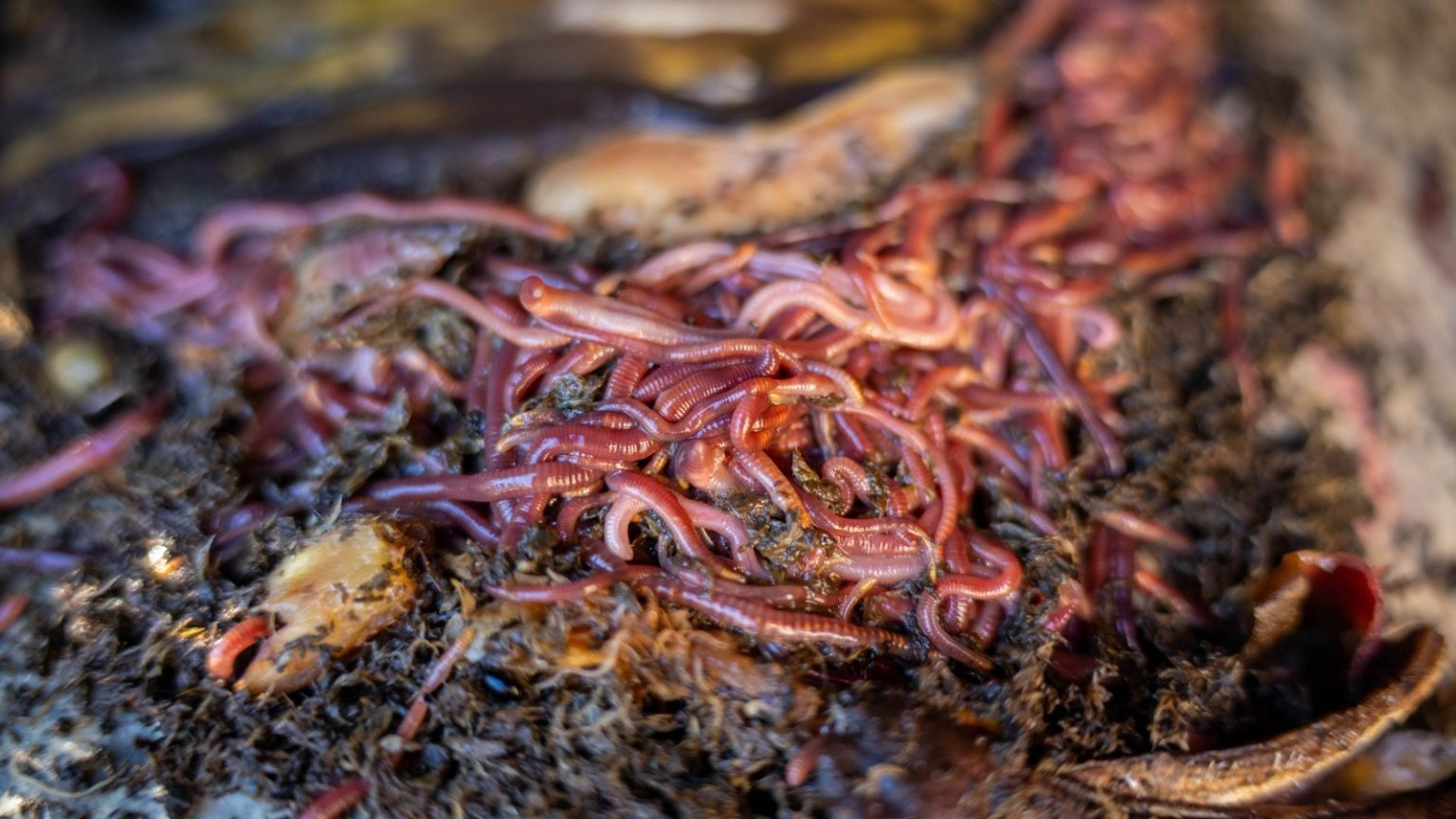 giun - Shutterstock.jpg