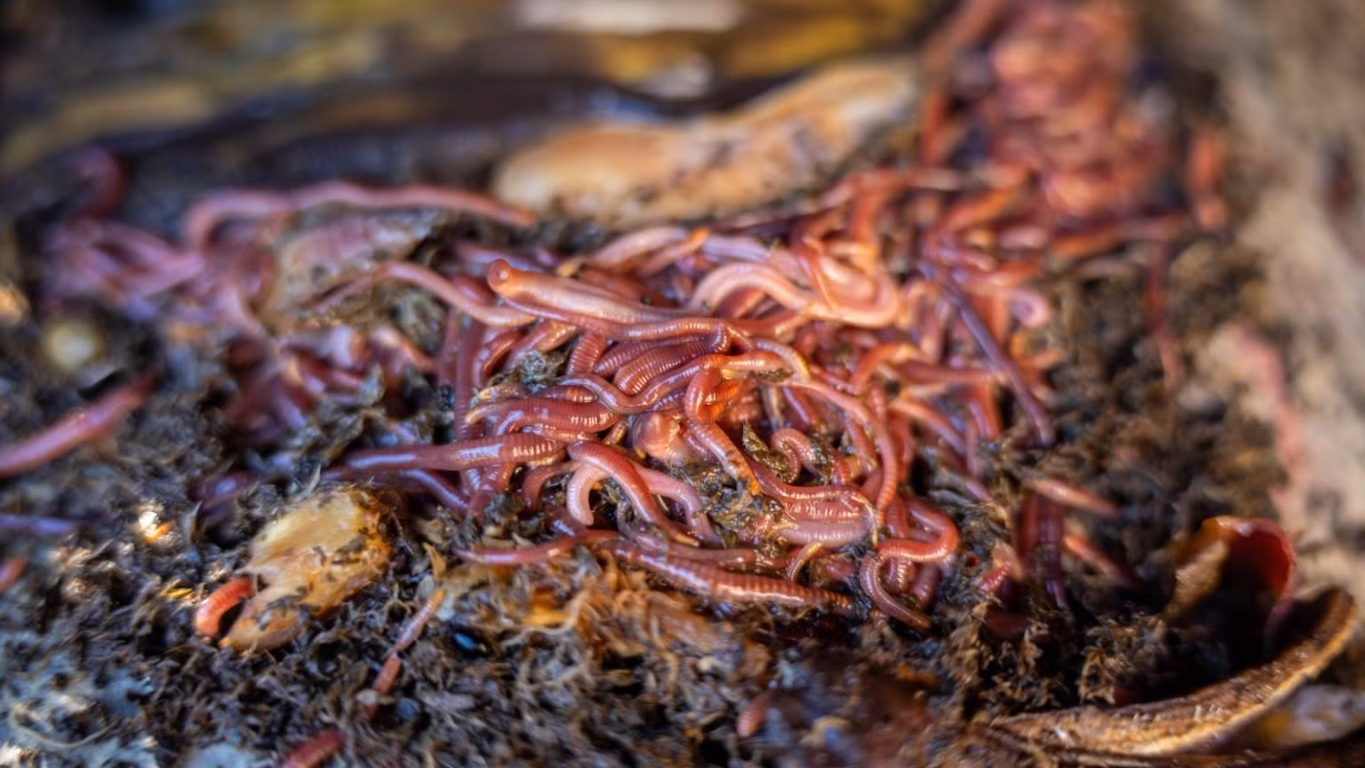 giun - Shutterstock.jpg