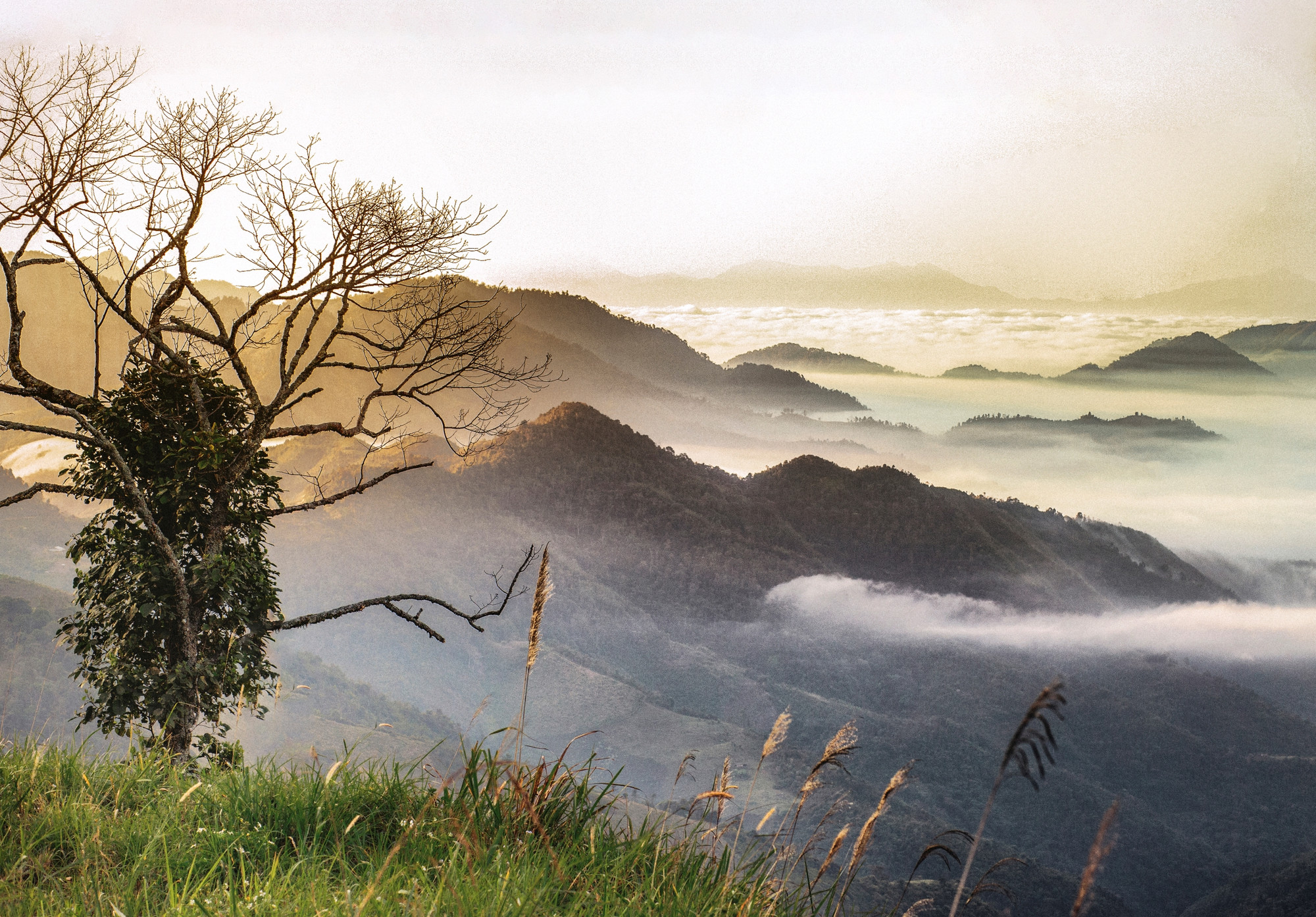 Dự án bảo tồn dược liệu Việt tại Mường Lống, Nghệ An.jpg