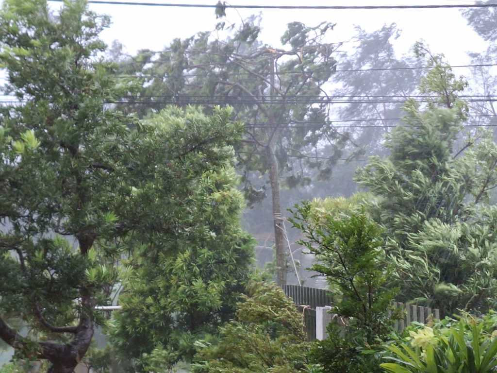 Bão đổ bộ trực tiếp vào Cô Tô gây mưa lớn, gió giật mạnh cấp 11, nhiều cây cối gãy đổ1.jpg