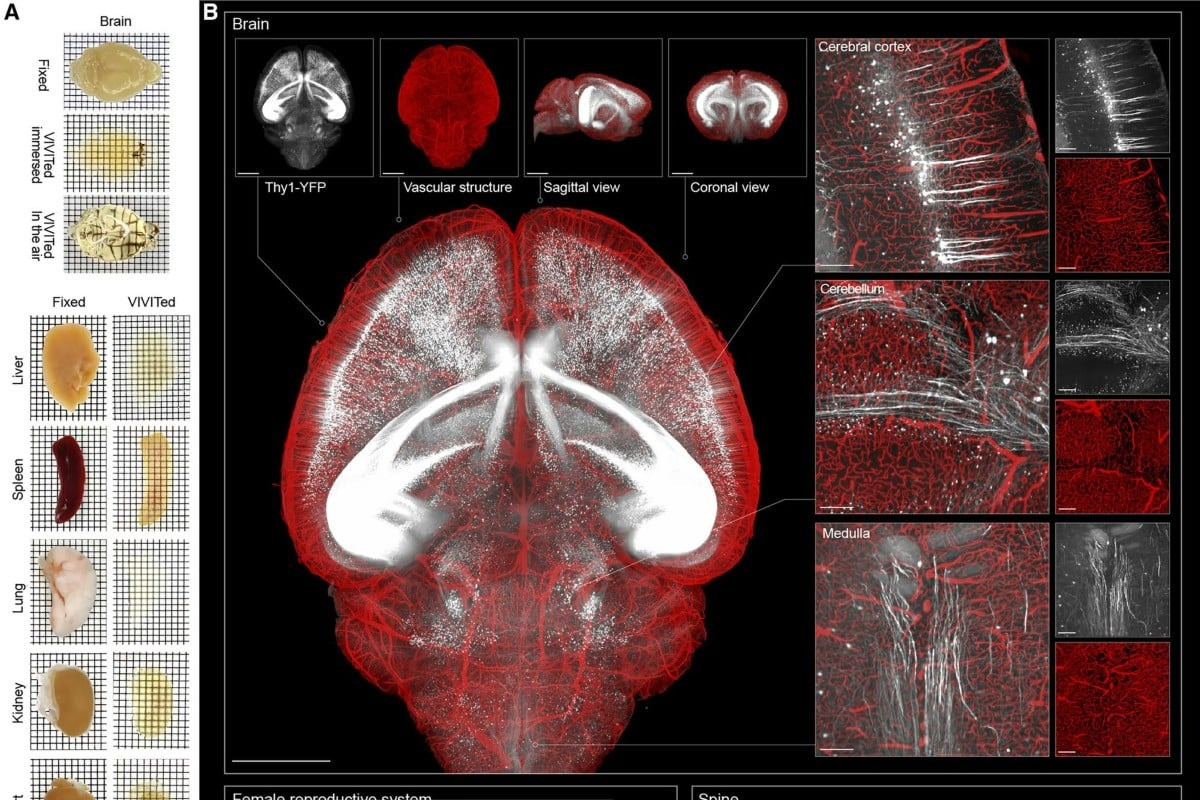 hinh anh nao - SCMP.jpg