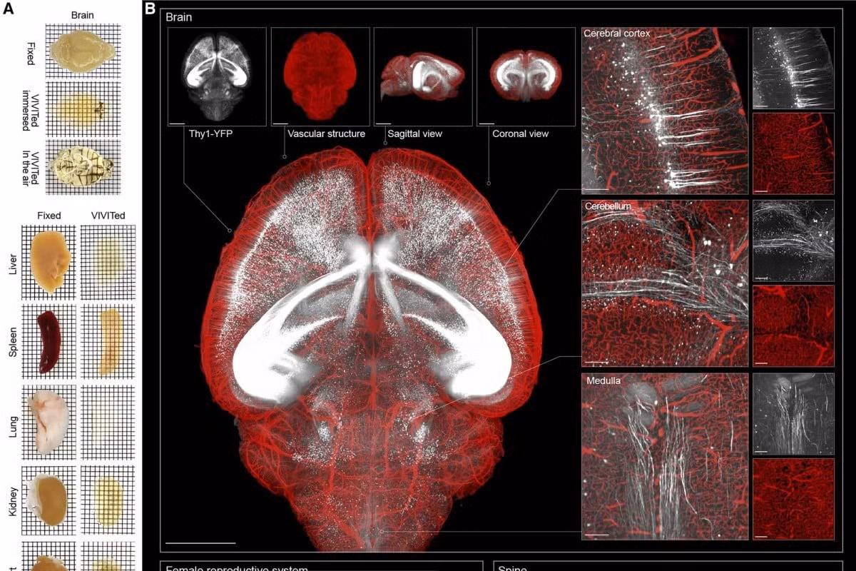 hinh anh nao - SCMP.jpg