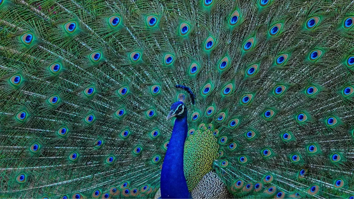 chim cong - Getty Images.jpg