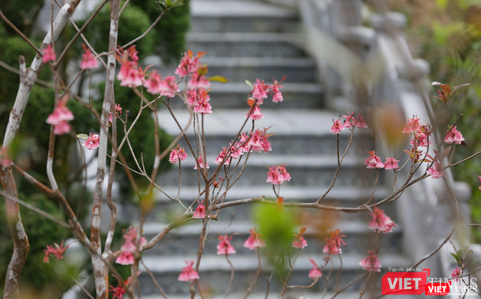 Hoa đào chuông nở ngay trên lối đi