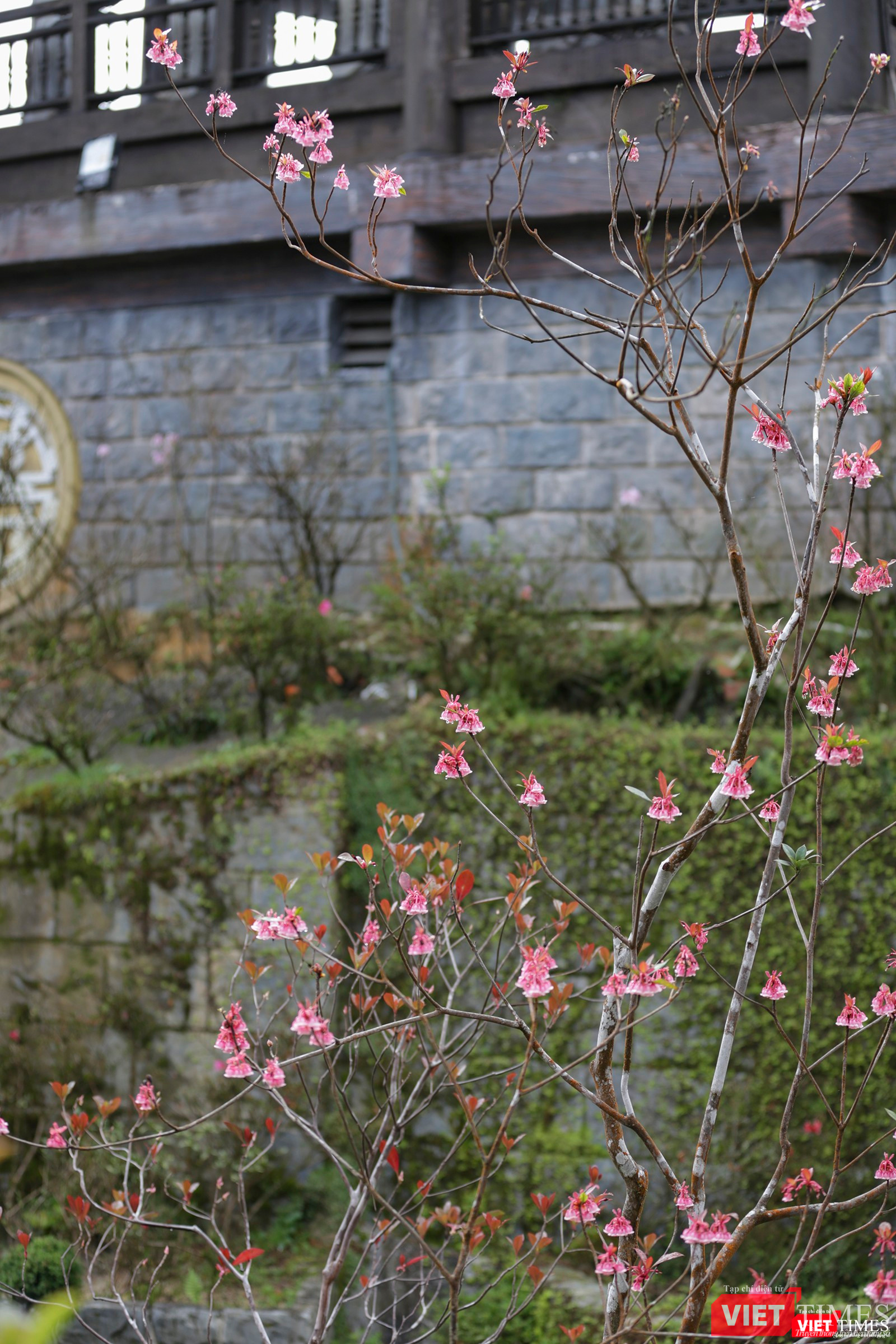 Năm hay, hoa đào chuông nở được xem là đẹp nhất