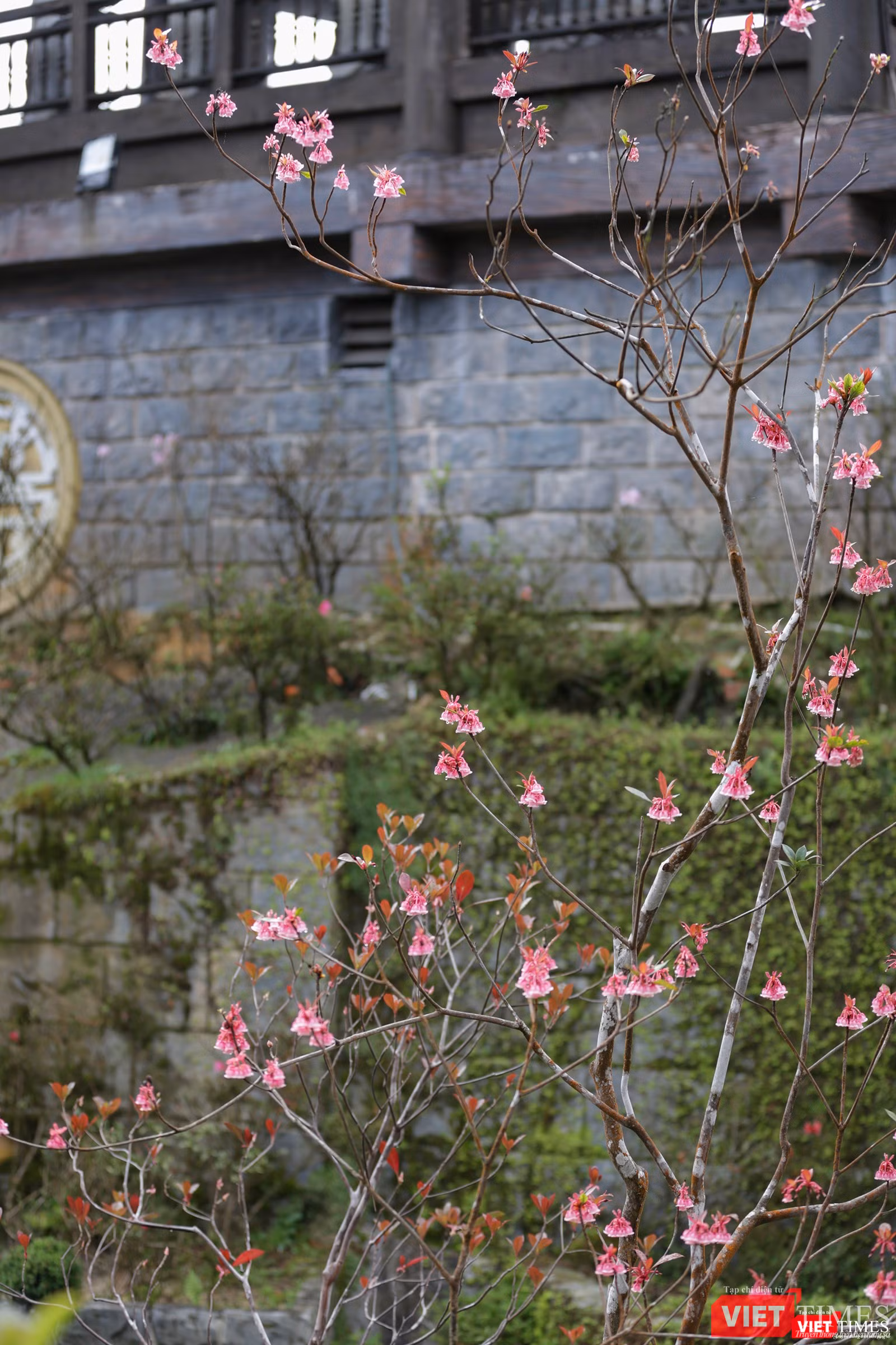 Năm hay, hoa đào chuông nở được xem là đẹp nhất