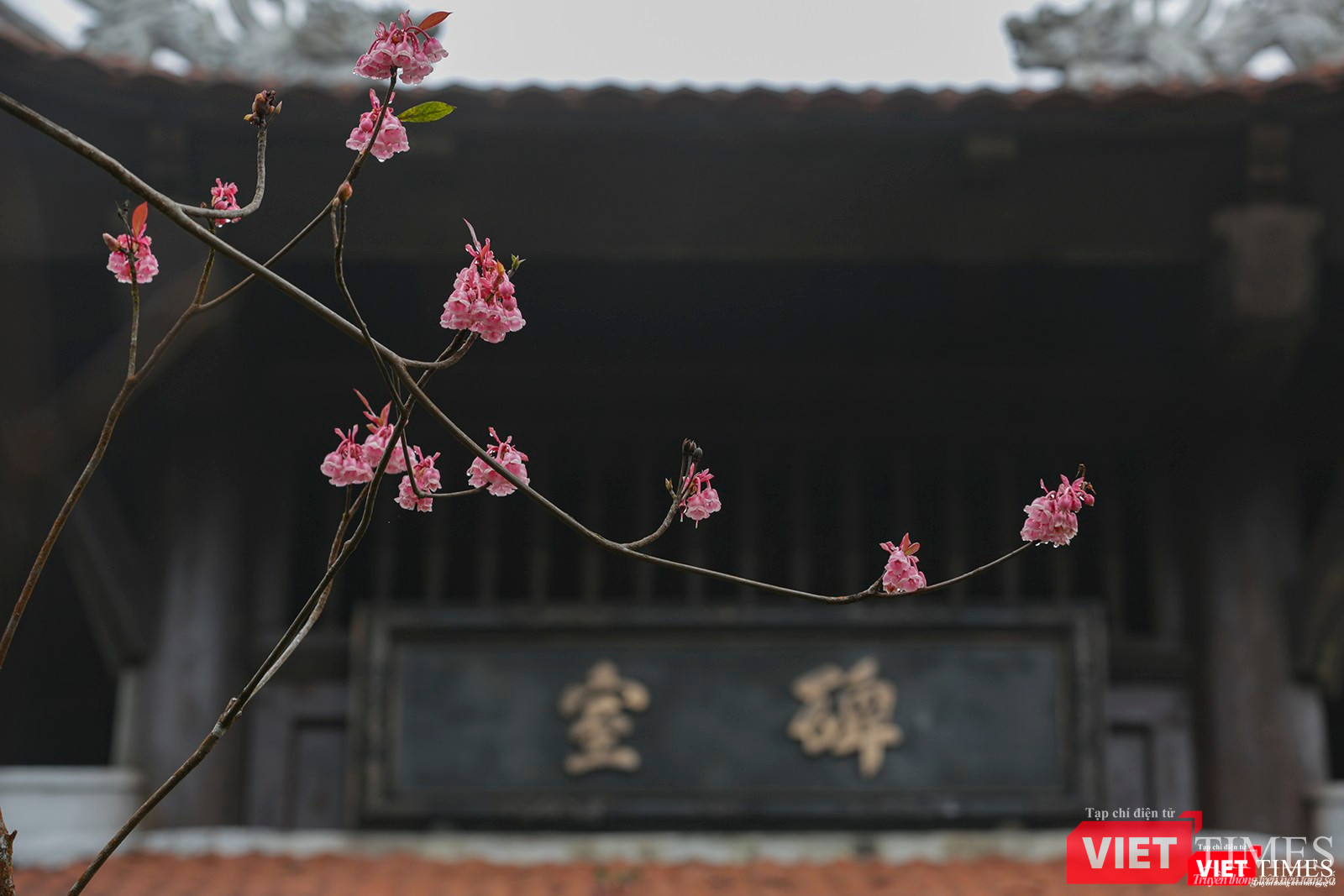 Khoe sắc bên mái tháp