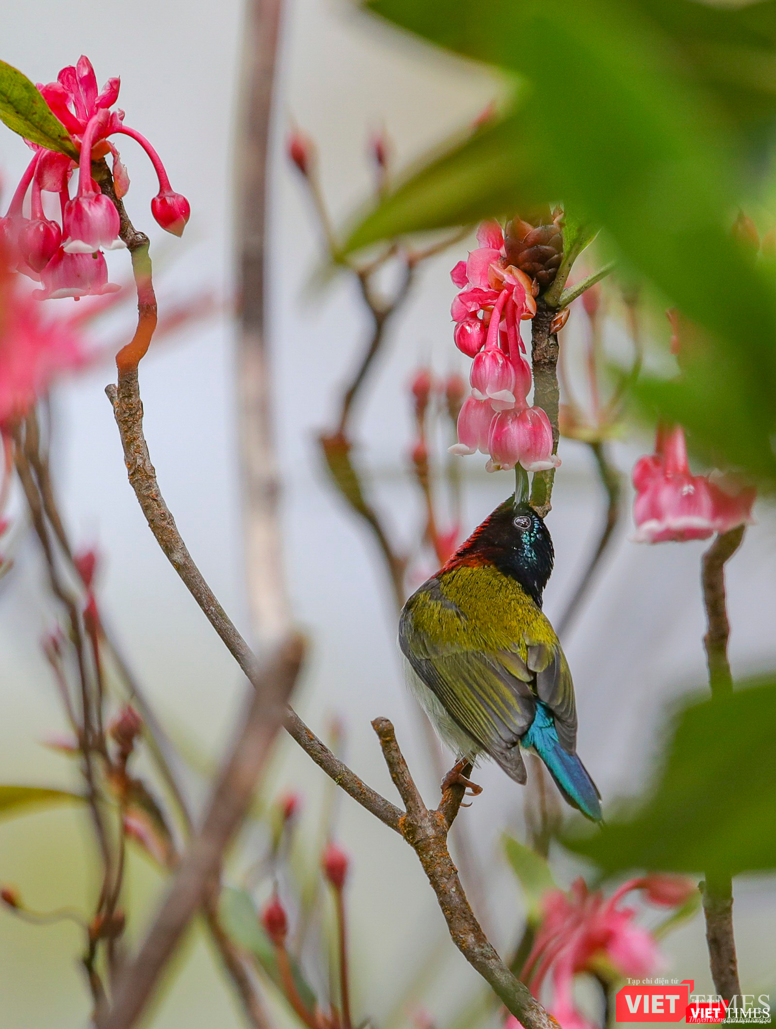 Hoa đào chuông nở thu hút chim về hút mật