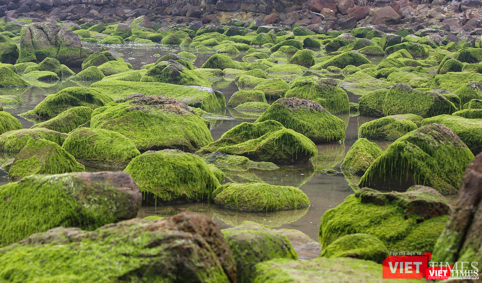 Rêu phủ xanh các cuội đá