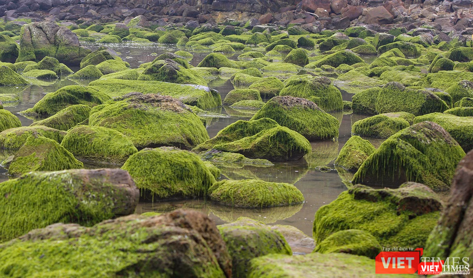 Rêu phủ xanh các cuội đá