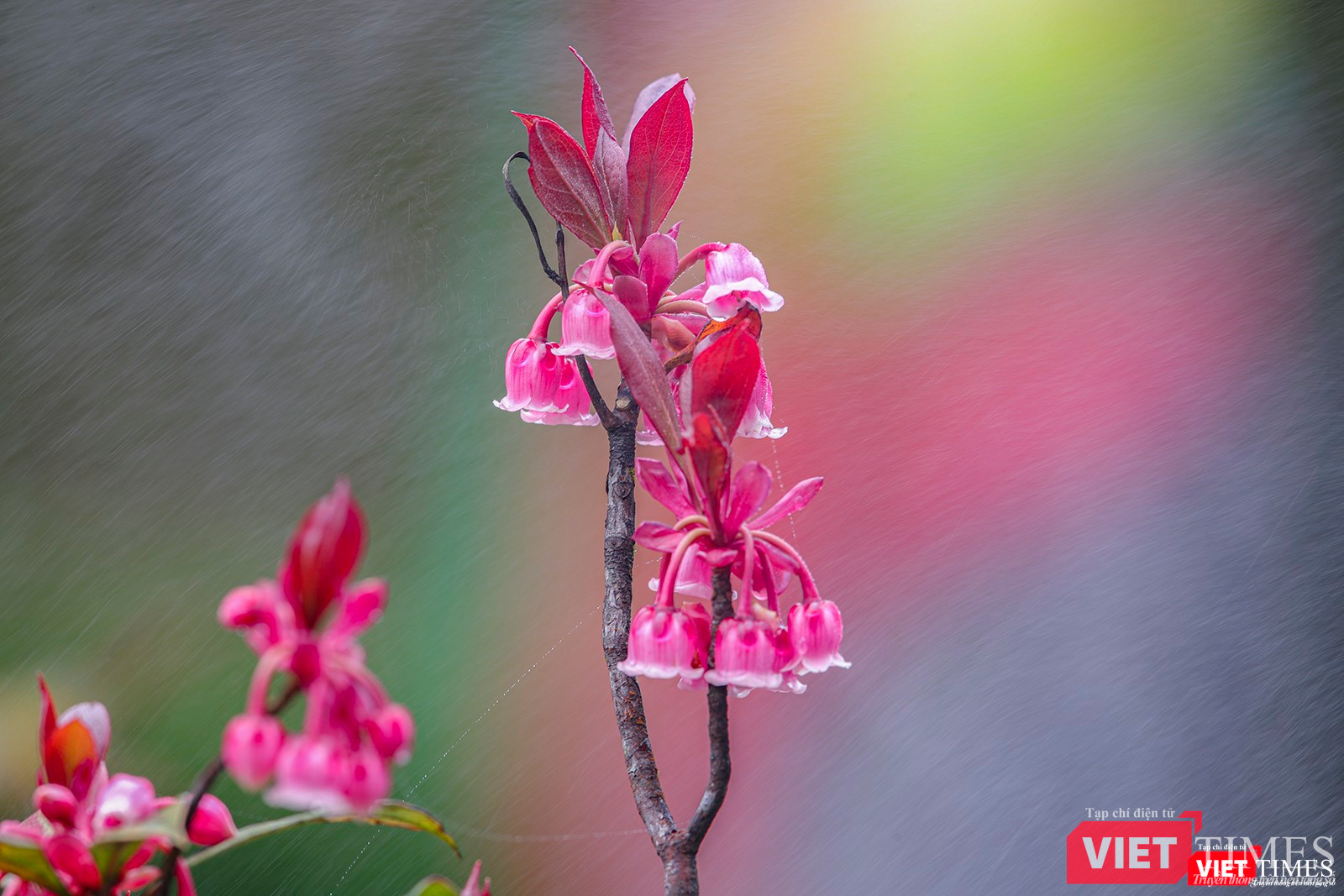 Đào chuông trong sương