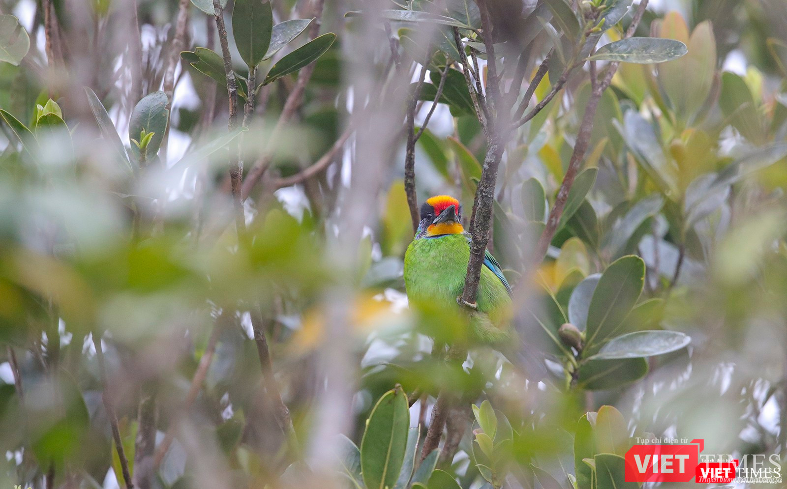 Một chú chim đầy màu sắc cũng "ngắm" hoa