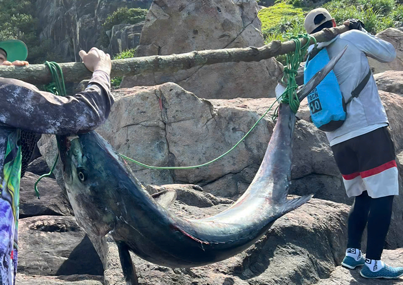 Con cá thu khủng dài 2 m, nặng 63 kg được anh Hải và bạn câu gánh lên bờ.