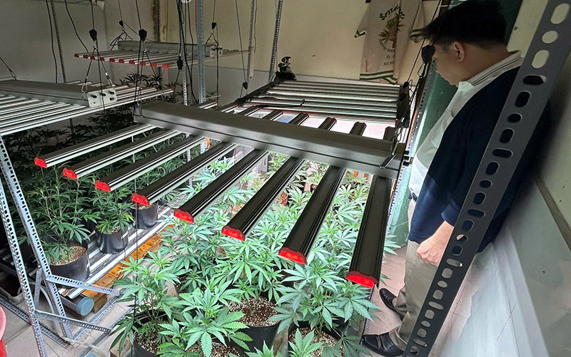 Căn phòng trồng cần sa của Đỗ Hữu Duy. Ảnh CATP.