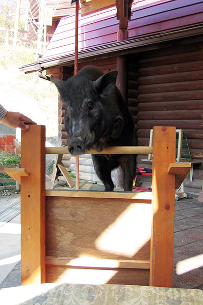 (ảnh: Guinness World Record) (ảnh: Guinness World Record)