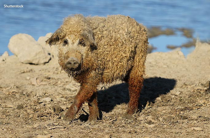 (ảnh ShutterStock) (ảnh ShutterStock)