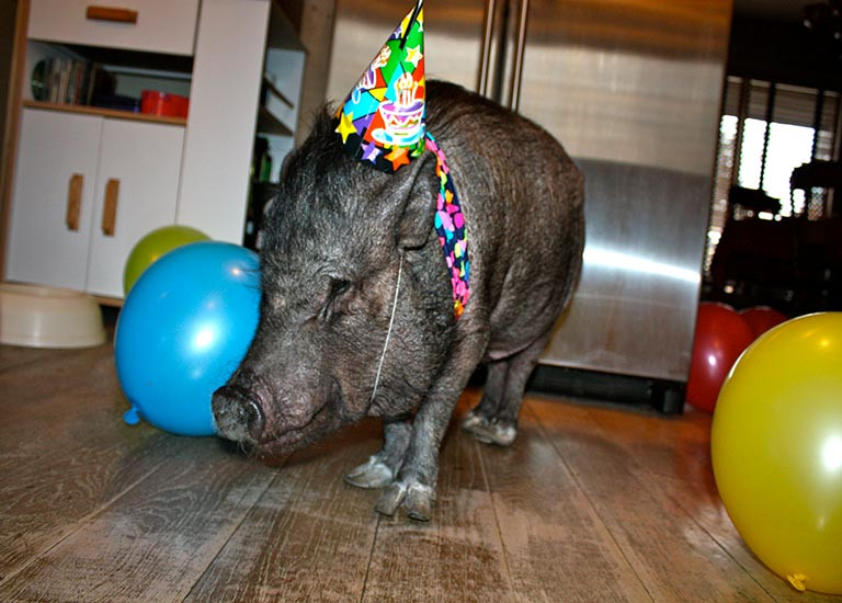 (ảnh: Guinness World Record) (ảnh: Guinness World Record)