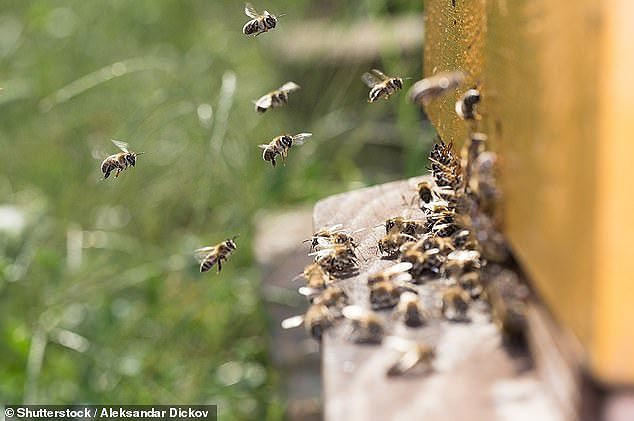 Đột phá khoa học: Robot phiên dịch giữa ong và cá ảnh 2 Đột phá khoa học: Robot phiên dịch giữa ong và cá - ảnh 2