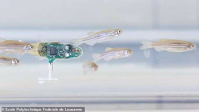 Đột phá khoa học: Robot phiên dịch giữa ong và cá - ảnh 1