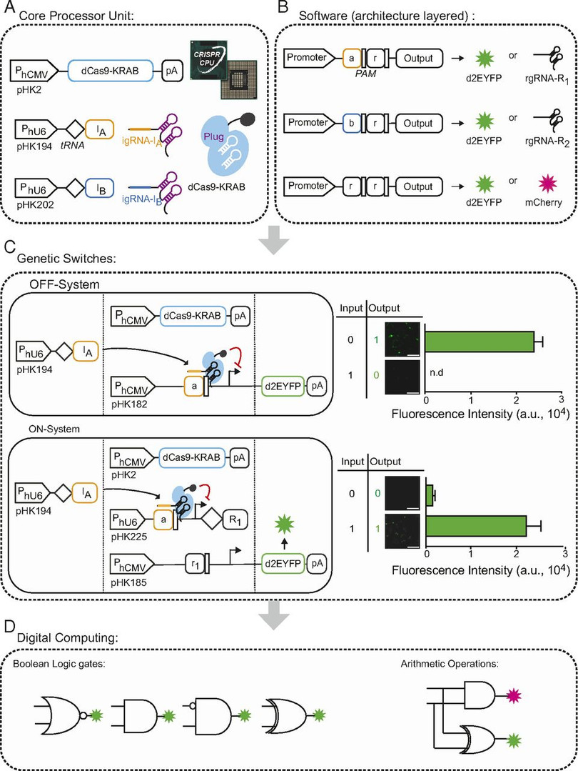 Nguyên lý hoạt động của máy tính tế bào. Ảnh: ETH Zurich. 