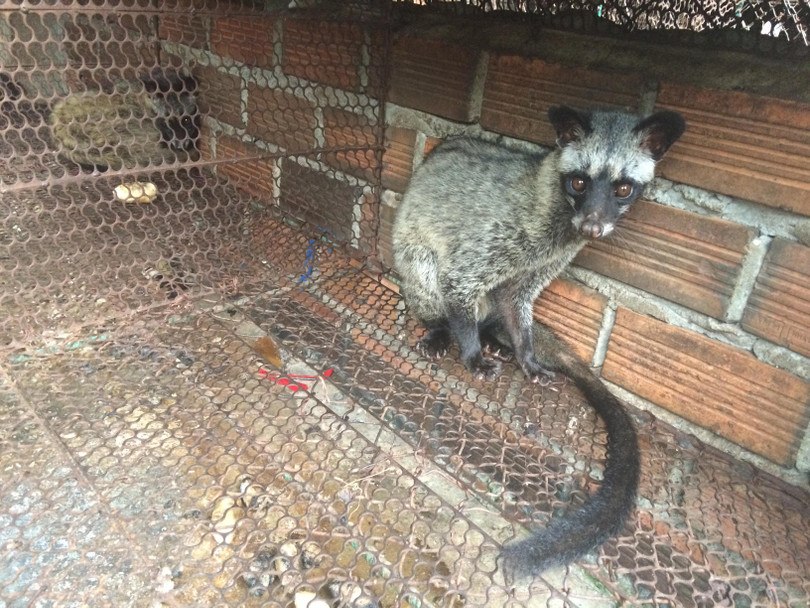 Tiềm ẩn dịch bệnh từ các trang trại nuôi động vật hoang dã (ảnh: ENV)