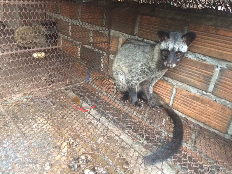 Tiềm ẩn dịch bệnh từ các trang trại nuôi động vật hoang dã (ảnh: ENV)