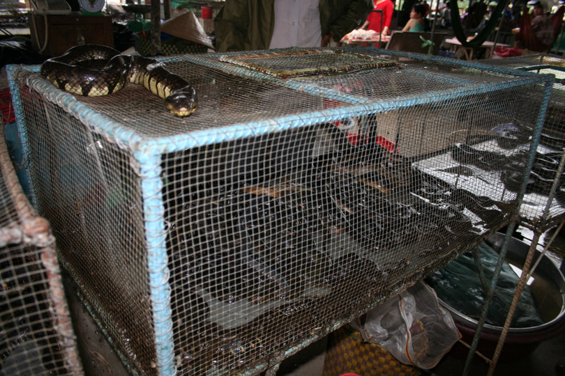 Các trang trại nuôi động vật hoang dã tiềm ẩn nguy cơ lây lan dịch bệnh (ảnh: ENV)