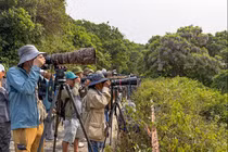 Giới nhiếp ảnh trong nước và quốc tế đổ về Sơn Trà (Đà Nẵng) để săn khoảnh khắc hoa thàn mác với voọc chà vá chân nâu.