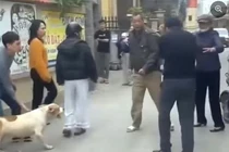 Chó bị xua vào cuộc ẩu đả giữa 2 người đàn ông, quay ra cắn phụ nữ