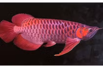 13 người nhập viện sau bữa ăn trứng cá rồng