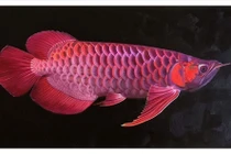 13 người nhập viện sau bữa ăn trứng cá rồng