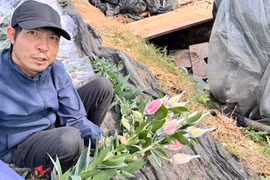 Người dân trồng hoa ở Tây Tựu tất bật bó hoa ly cho khách tại vườn. Ảnh: Q.A.
