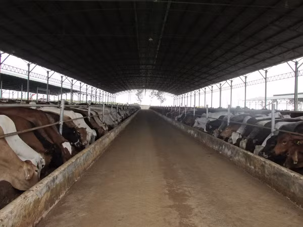 Bên trong trang trại chăn nuôi bò do CTCP Bò sữa Tây Nguyên và Công ty TNHH An Tiến hợp tác đầu tư (Ảnh: tapchimoitruong.vn)