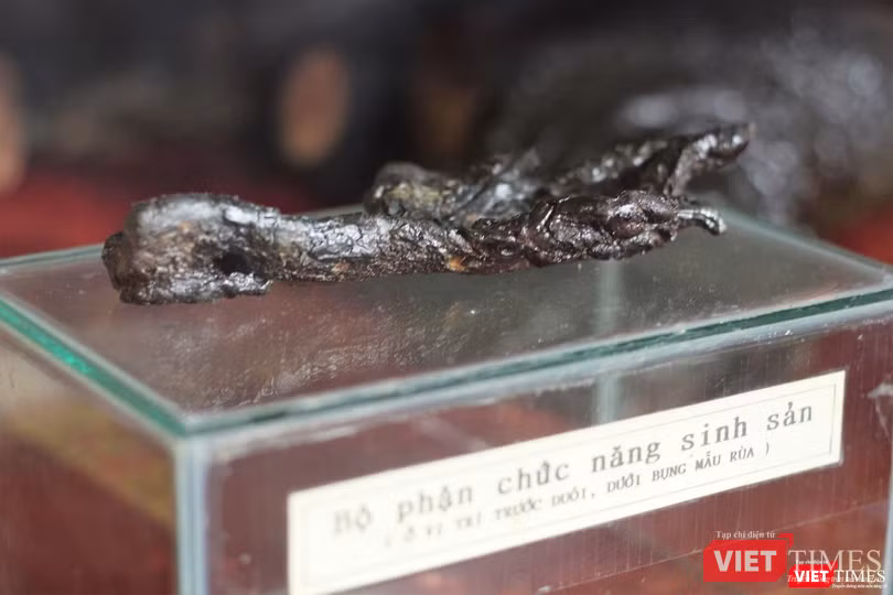 Khách du lịch nhận xét gì về tiêu bản “cụ Rùa” cuối cùng tại Hồ Gươm? ảnh 8