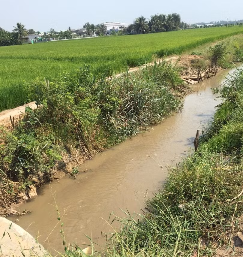 Nguồn nước ngọt đã cứu nguy cho sản xuất nông nghiệp (Ảnh: DNP) Nguồn nước ngọt đã cứu nguy cho sản xuất nông nghiệp (Ảnh: DNP)