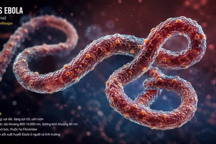 WHO phát cảnh báo khẩn toàn cầu về Ebola, Việt Nam siết giám sát cửa khẩu