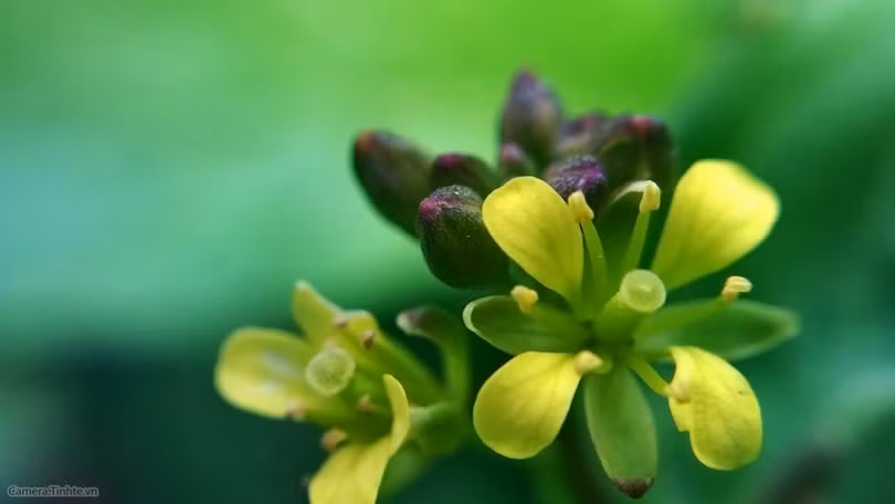  Để chụp ảnh đẹp hơn với điện thoại - Phần 2 ảnh 4