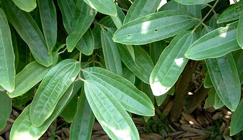 quế.jpg