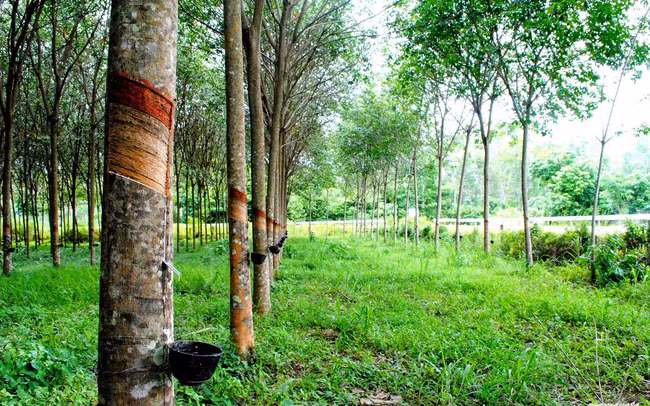 Cây cao su có thực sự hấp thụ O2 và thải ra CO2 như lời nữ đại biểu quốc hội?